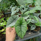 Alocasia Bisma 'Platinum' - Alocasia - Soiled