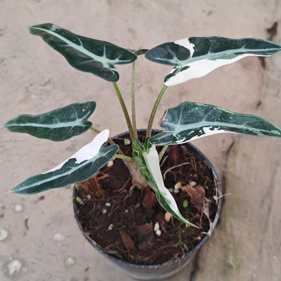 Alocasia Bambino Pink Variegated