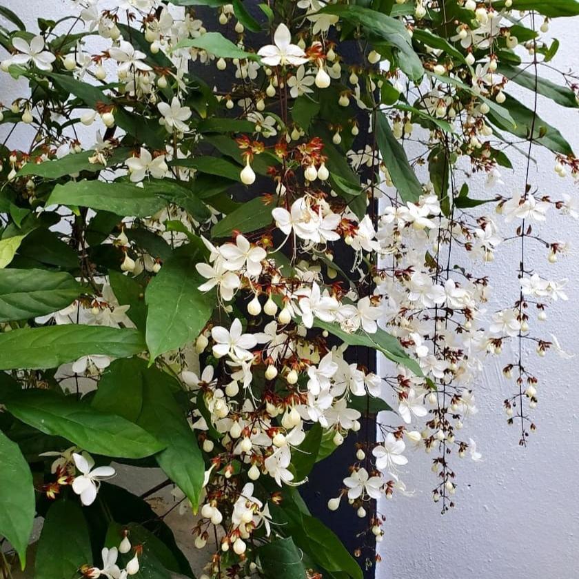 Clerodendrum Wallichii flower