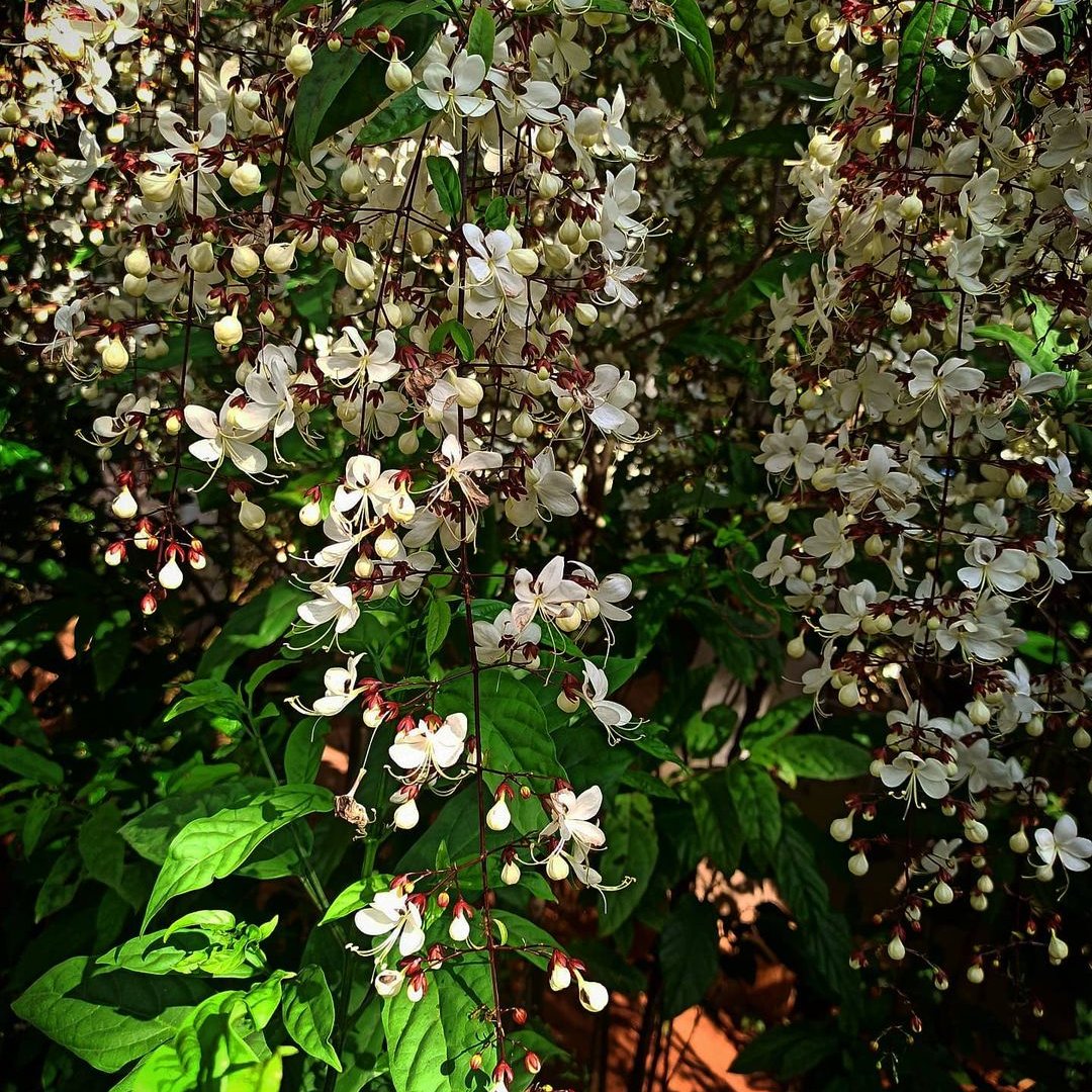 Image of Clerodendrum Wallichii flowering in bunch