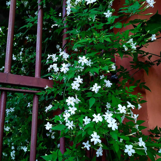 Image of Jasminum Grandiflorum (Chameli) flower growing on a fench in an Indian home