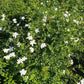 Jasminum Grandiflorum Flowering in Bunch in India