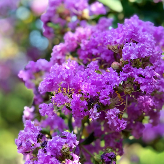 Lagerstroemia Indica Purple