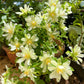 Lemon Vine (Pereskia aculeata) - Flowering Plant - Soiled