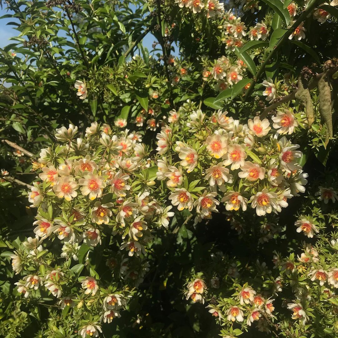 Lemon Vine (Pereskia aculeata) - Flowering Plant - Soiled