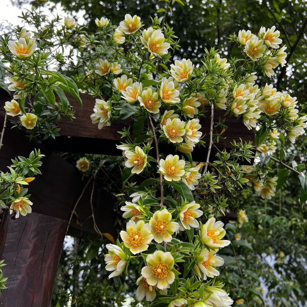 Lemon Vine (Pereskia aculeata) - Flowering Plant - Soiled