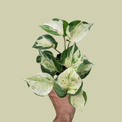 Pothos 'Manjula' - Pothos - Soiled