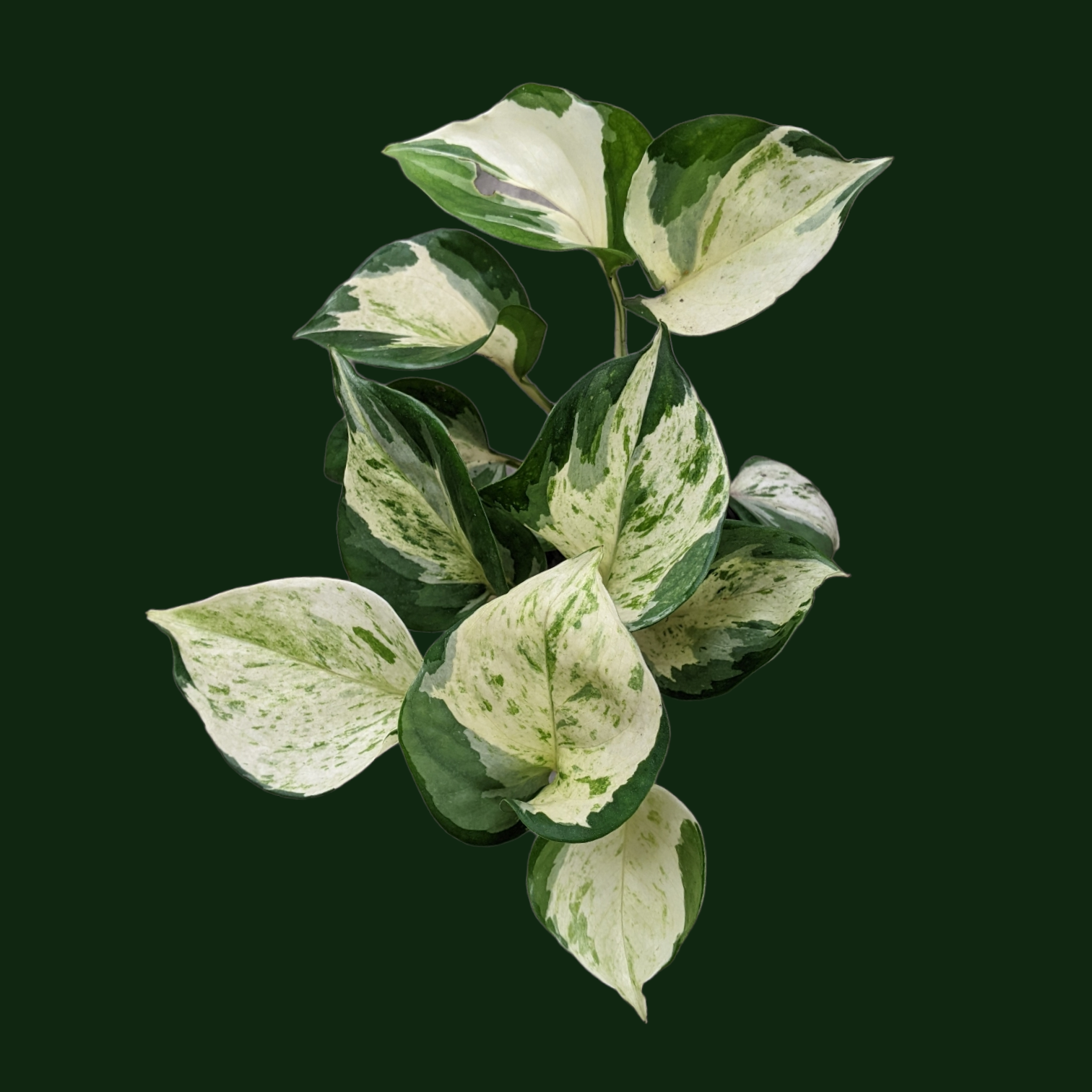 Pothos 'Manjula' - Pothos - Soiled