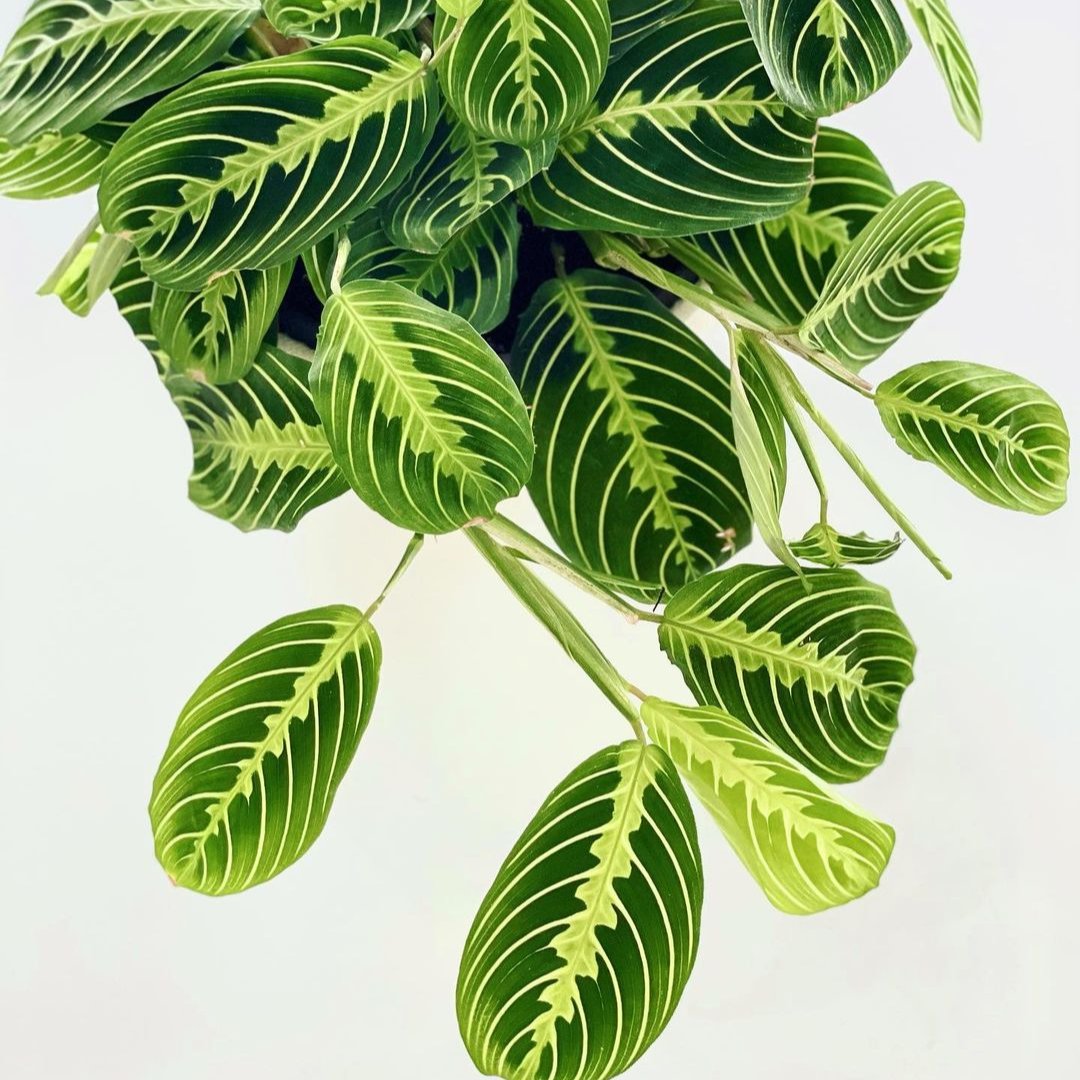 Maranta 'Lemon Lime' leaf