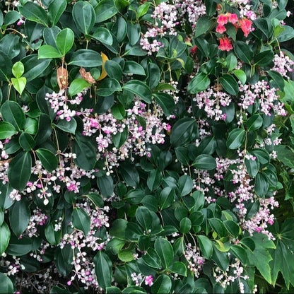 Medinilla Mindorensis Full Plant