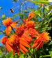 Mexican Flame Vine - Pseudogynoxys chenopodioides 