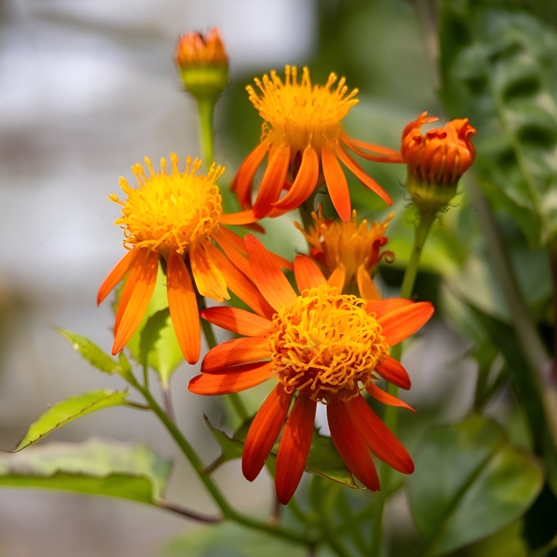 Mexican Flame Vine - Pseudogynoxys chenopodioides Flower Closeup