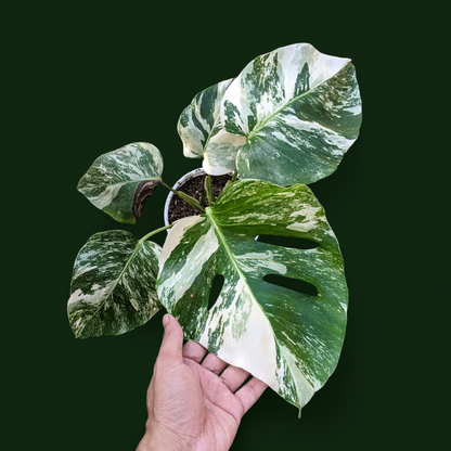 Variegated Monstera (Albo Borsigiana)