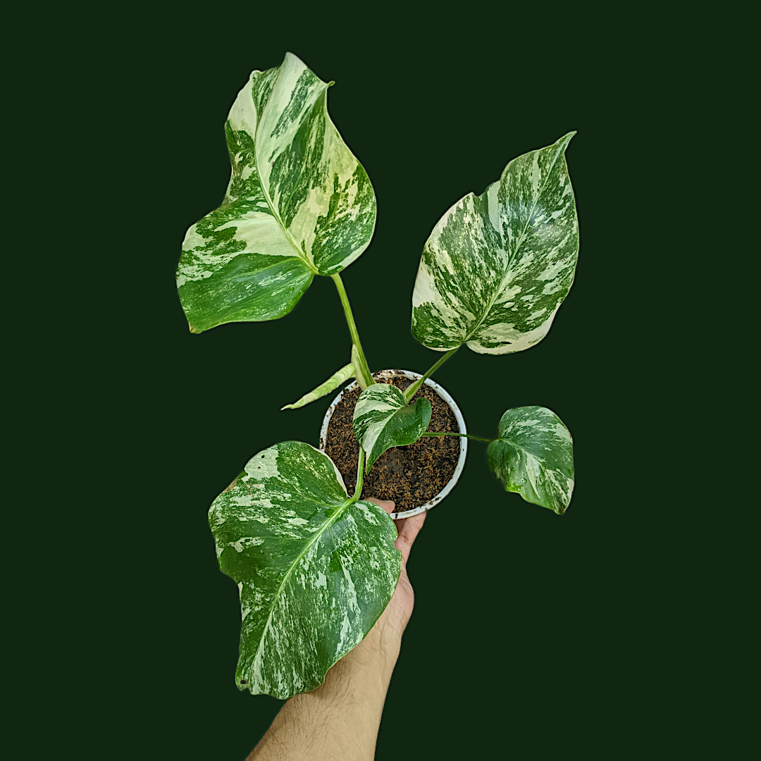 Variegated Monstera (Albo Borsigiana)