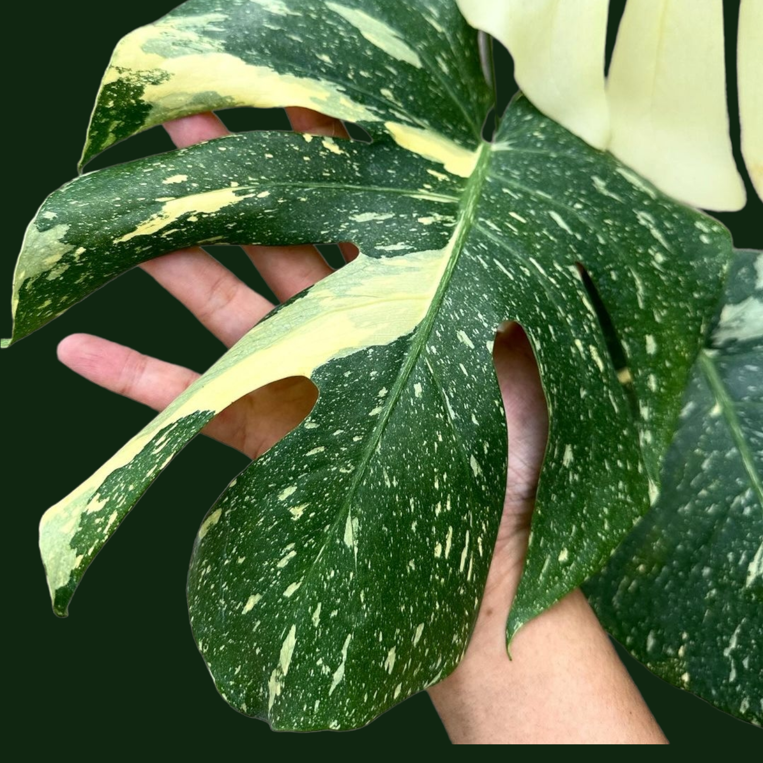 Monstera Thai Constellation - Monstera - Soiled