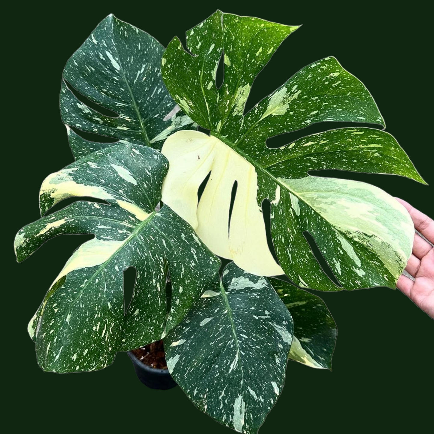 Monstera Thai Constellation - Monstera - Soiled