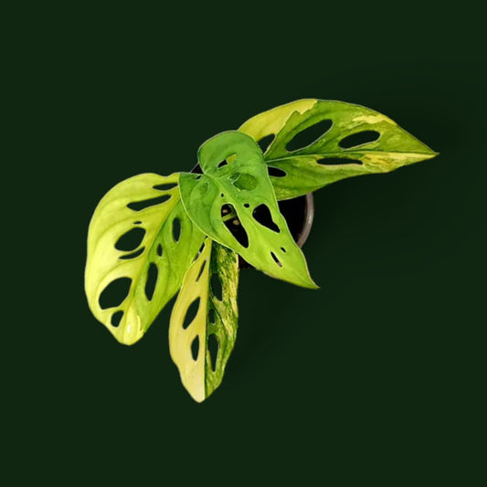 Monstera Adansonii Aurea Variegated - Monstera - Soiled