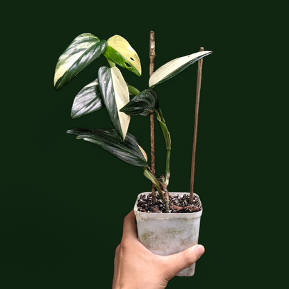 Monstera Standleyana Albo Variegata - Foliage - Soiled