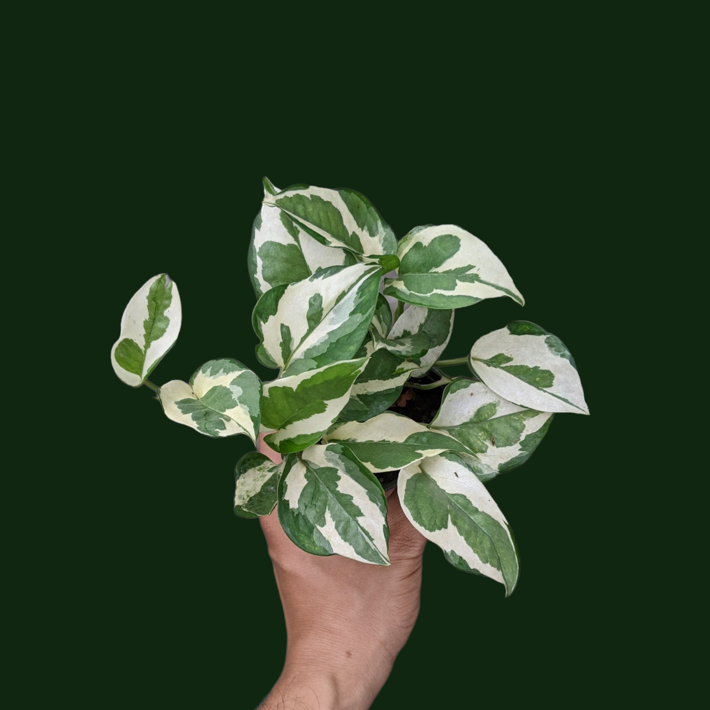 Pothos ‘Njoy’ - Foliage - Soiled