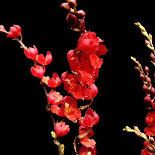 Oncidium 'Lava Burst' in black background