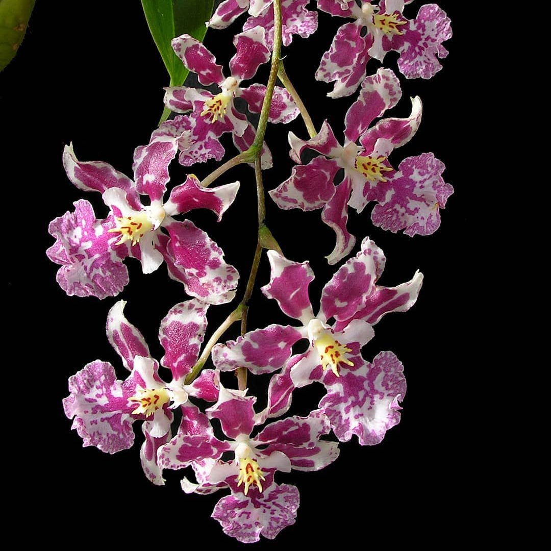 Oncidium Nanboh Waltz flower