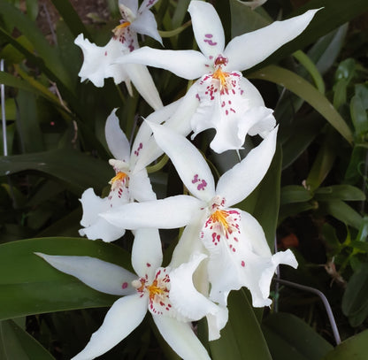 Oncidium 'White Fairy'
