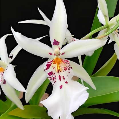 Oncidium 'White Fairy' closeup