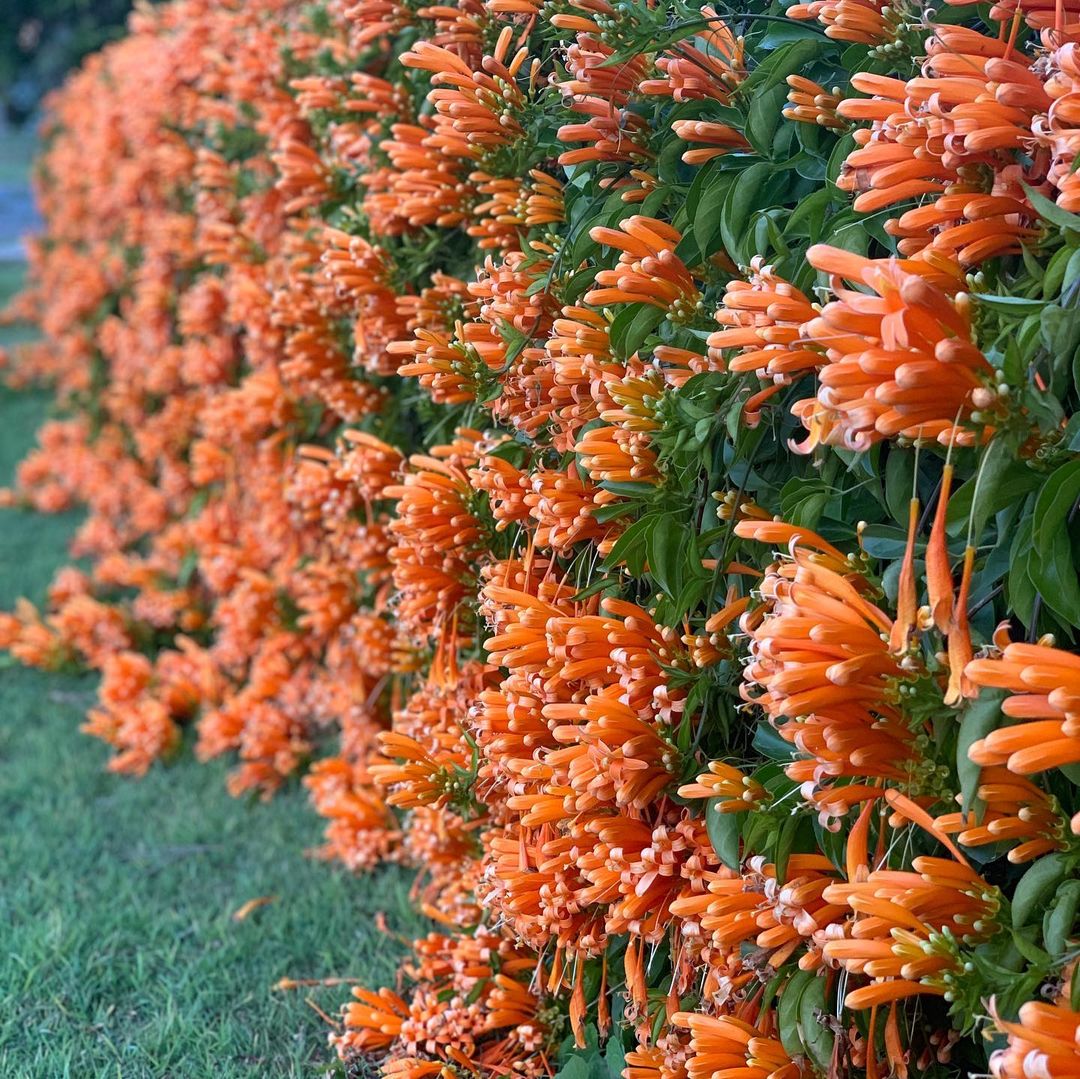 Orange Flame Vine (Pyrostegia Venusta) creeper Flowering Heavily