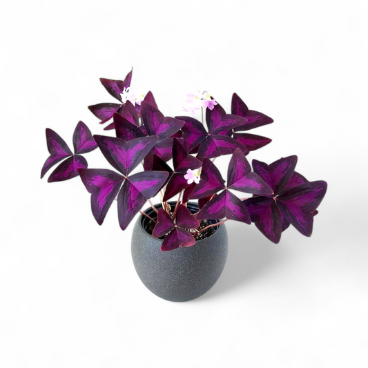 Oxalis Triangularis (Purple Shamrock Plant)