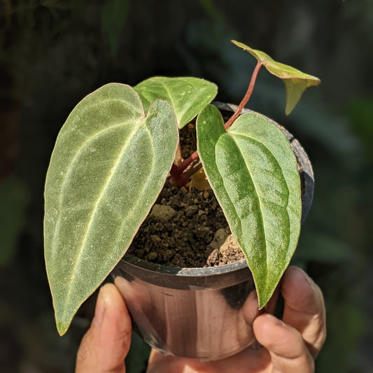 Anthurium Magnificum x Besseae - Anthrium - Soiled