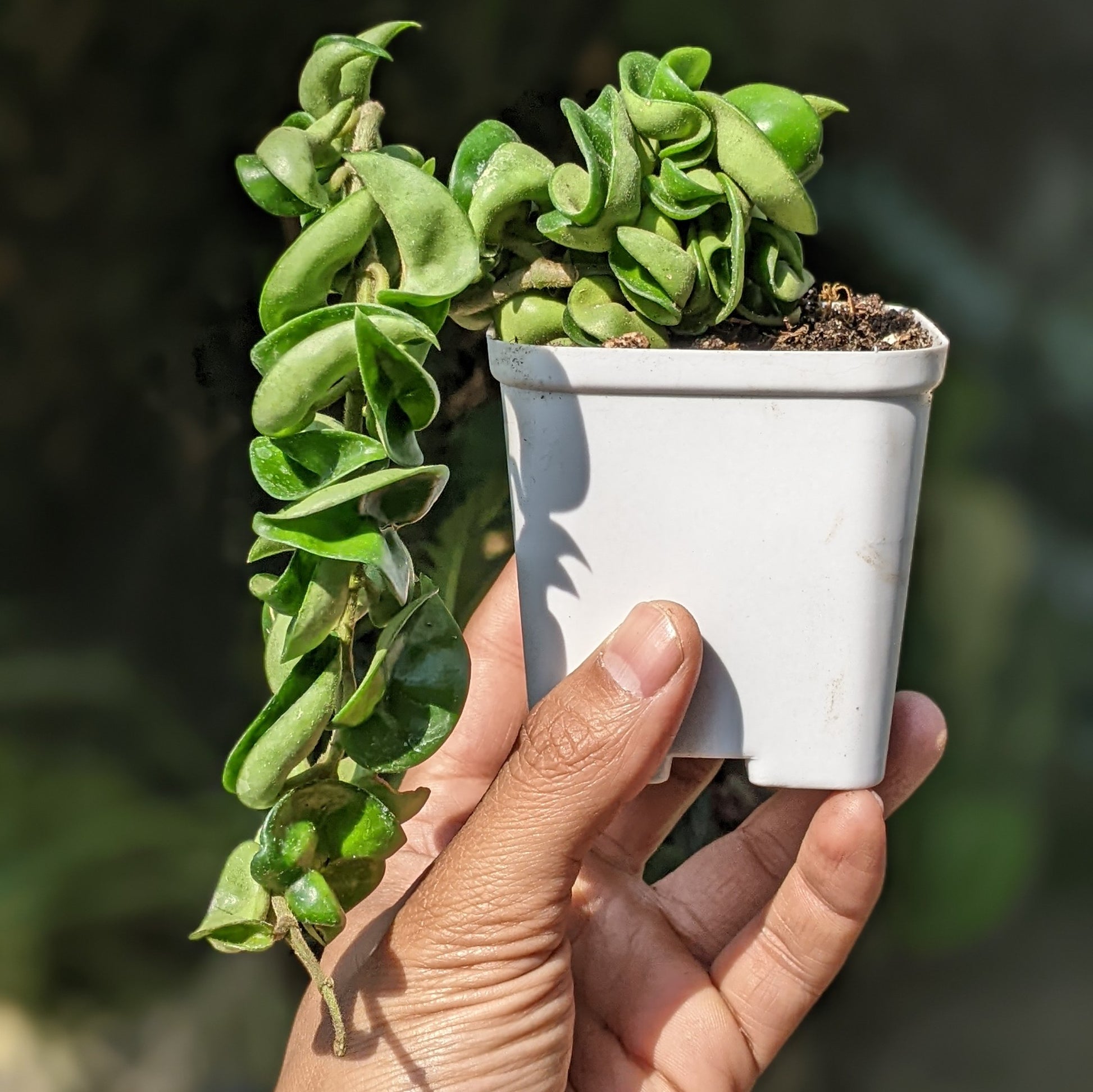 Hoya Hindu Rope (Carnosa Compacta) - Hoya - Soiled