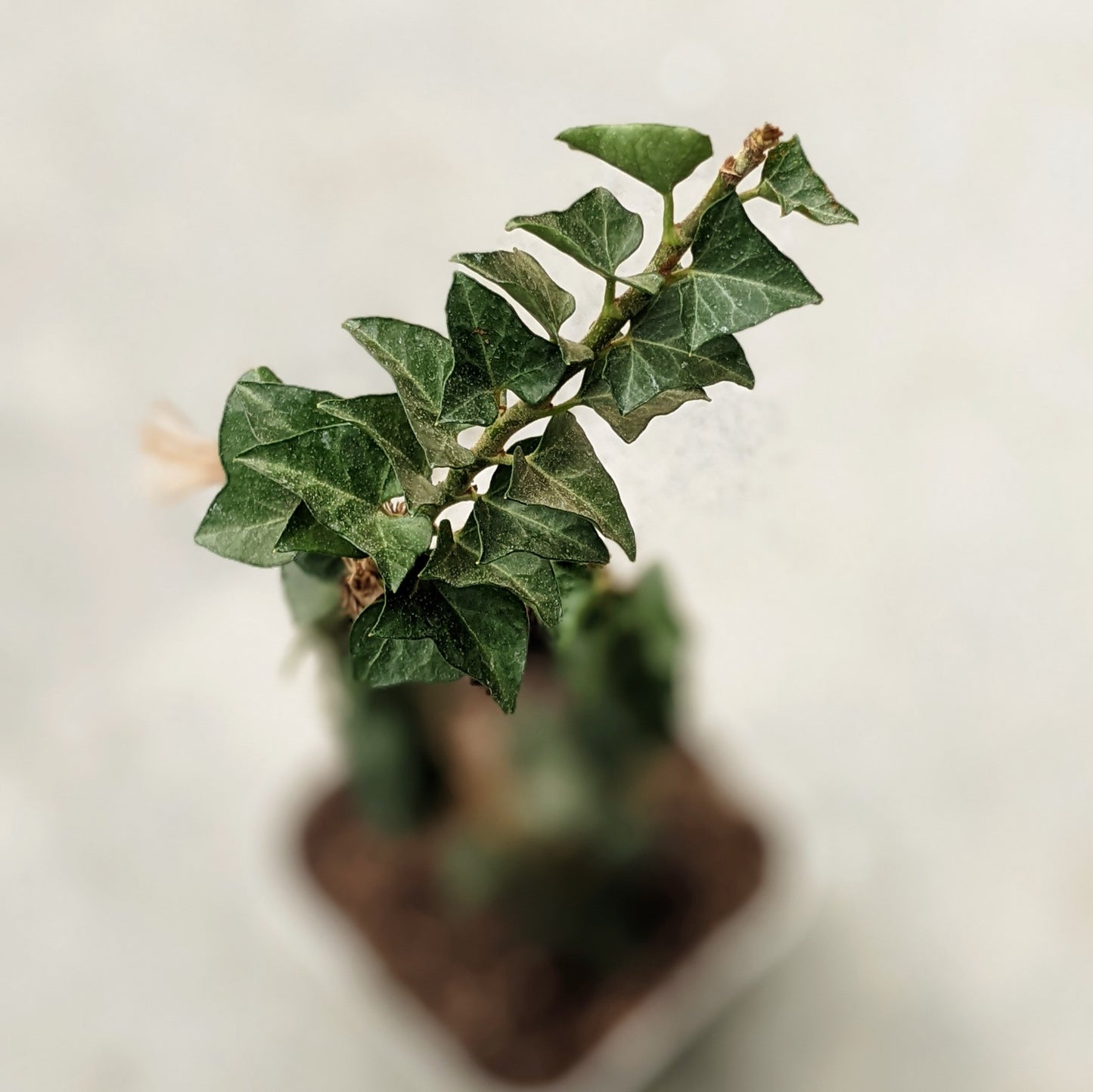 Hedera Helix Erecta English Ivy - Ivy - Soiled