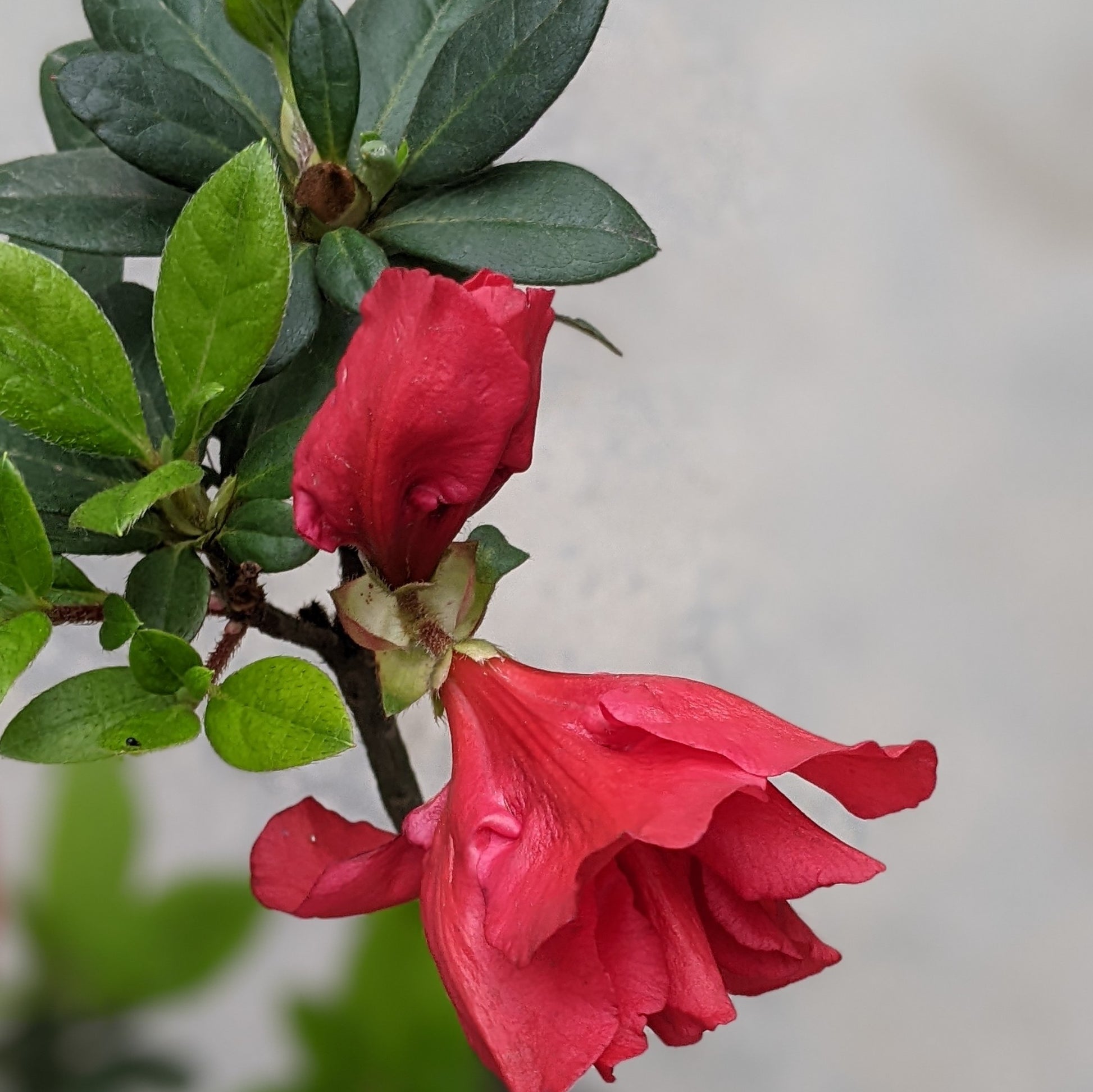 Azalea Red Ruffle Belgian (Rhododendron) - Azalea - Soiled