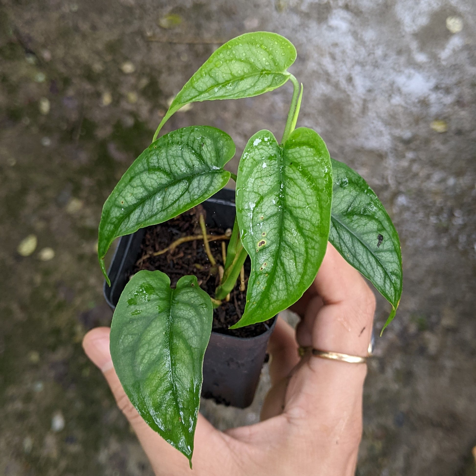 Monstera Siltepecana - Monstera - Soiled