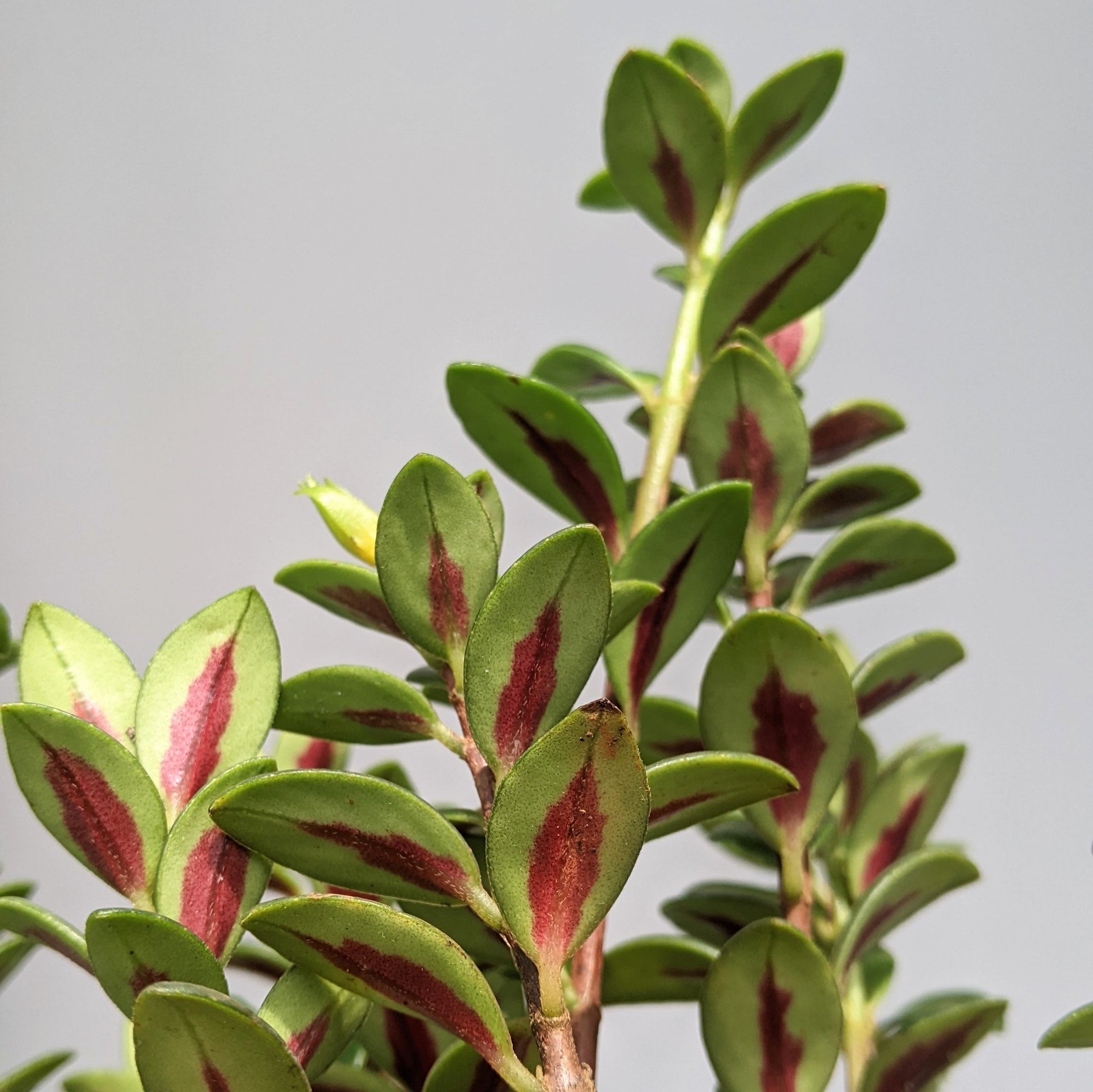 Goldfish Plant (Nematanthus Tropicana) - Flowering Plant - Soiled