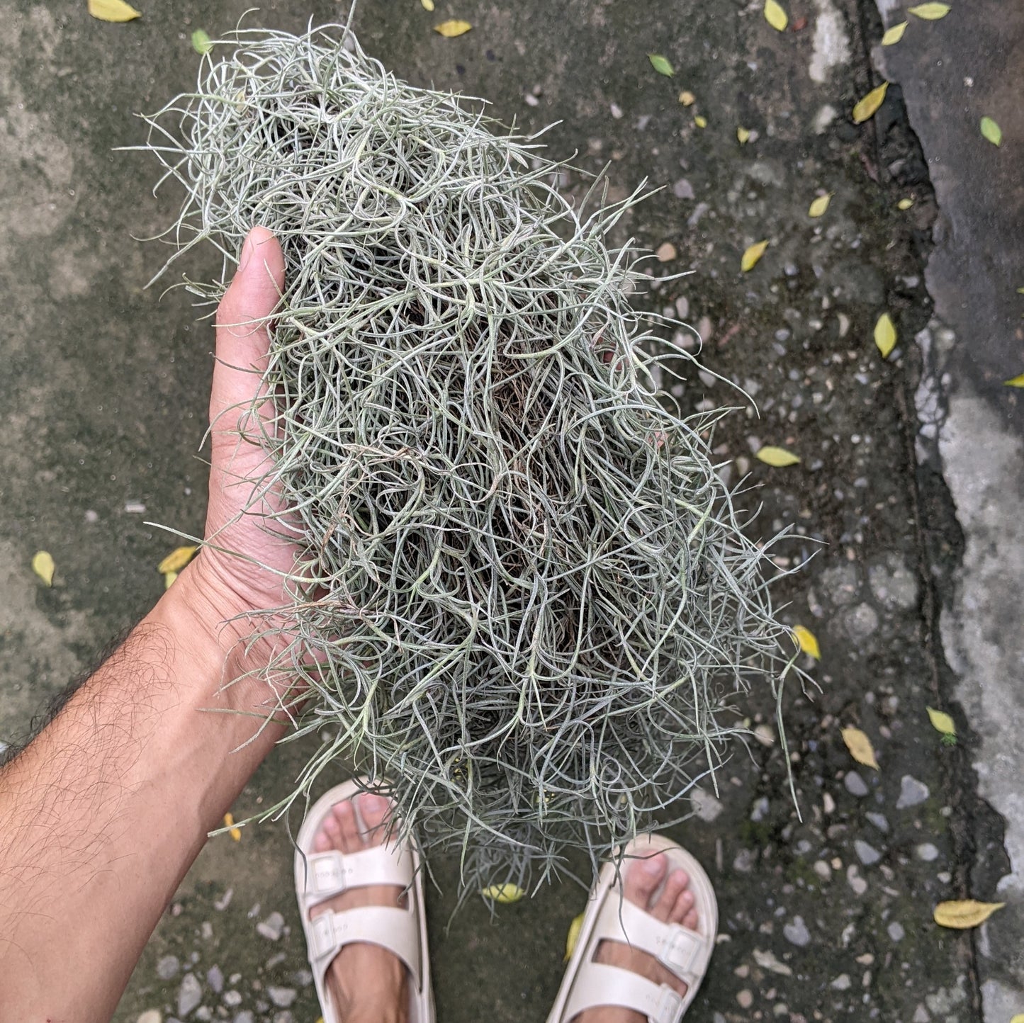 Tillandsia Usneoides (Spanish Moss) - Air Plant - Soiled