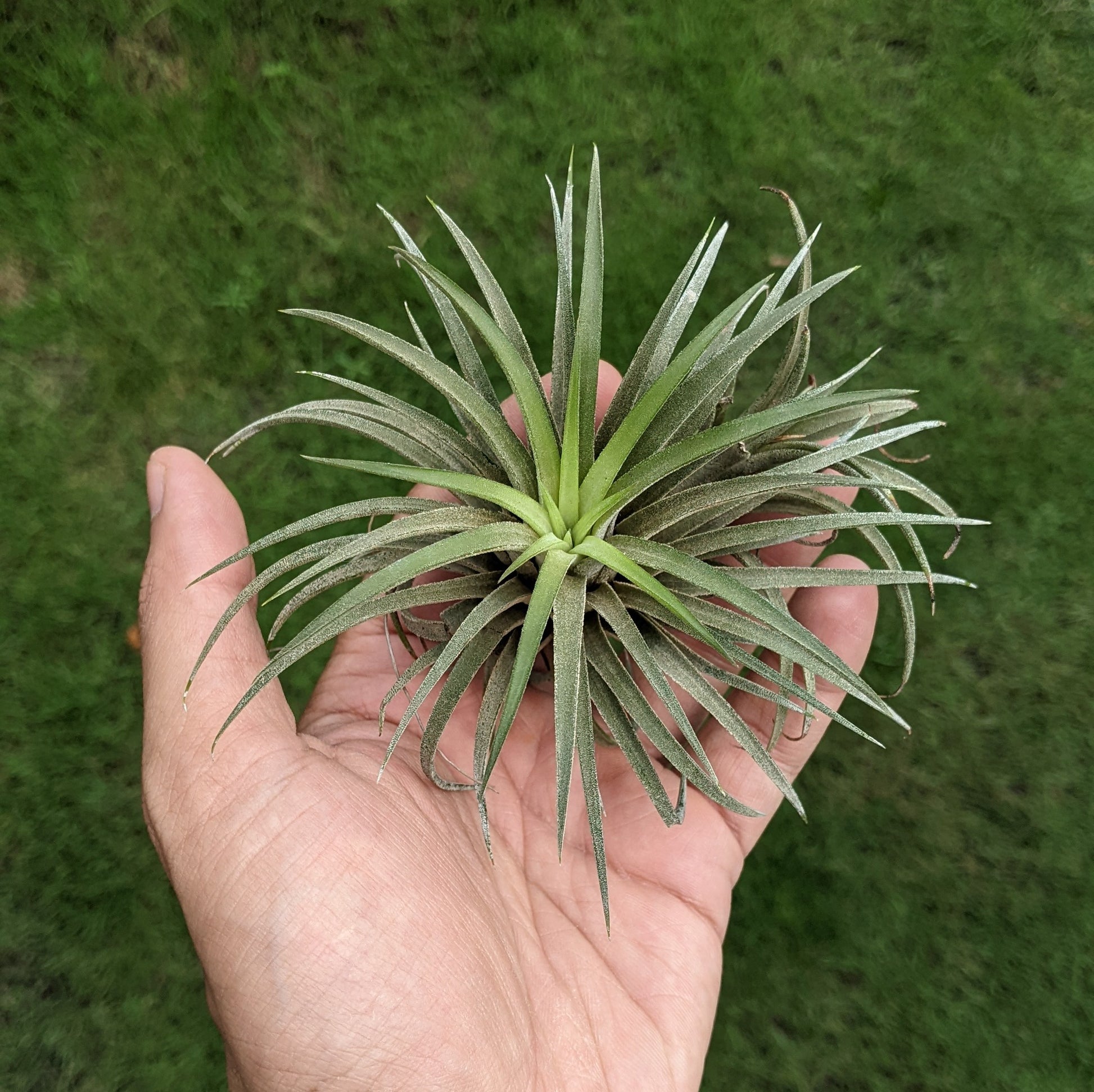 Tillandsia Ionantha 'Sumo White' - Air Plant - Soiled