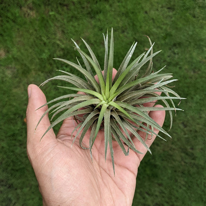 Tillandsia Ionantha 'Sumo White' - Air Plant - Soiled