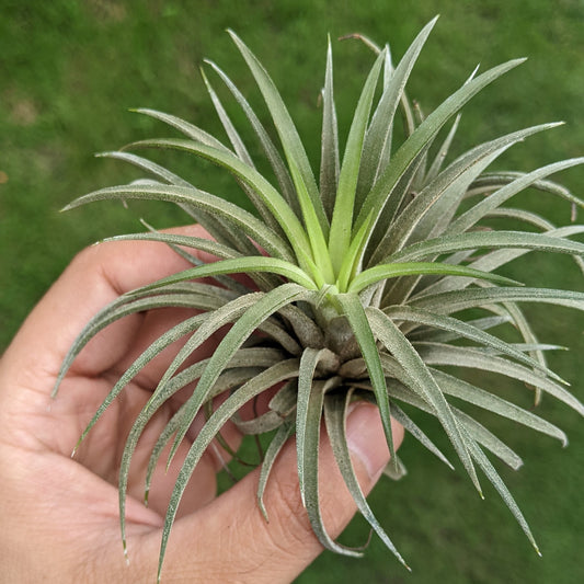 Tillandsia Ionantha 'Sumo White' - Air Plant - Soiled