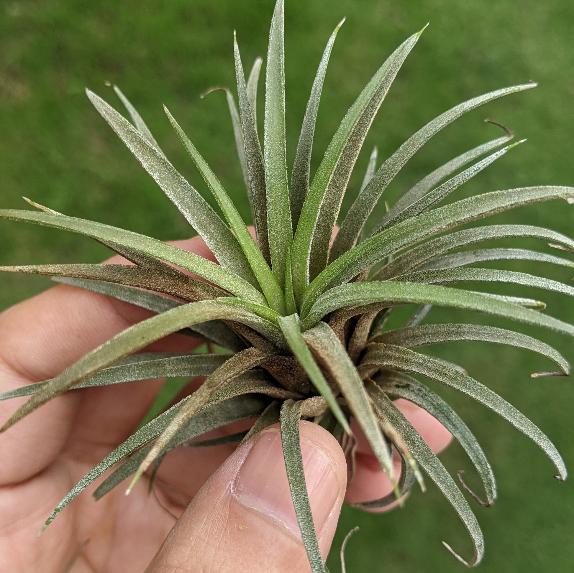 Tillandsia Ionatha - Air Plant - Soiled