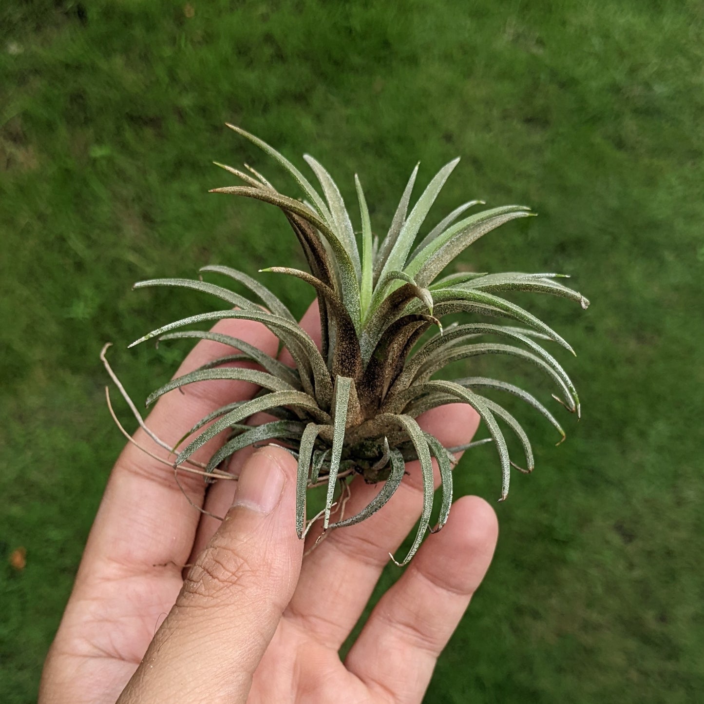 Tillandsia Ionatha - Air Plant - Soiled