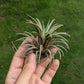 Tillandsia Ionatha - Air Plant - Soiled