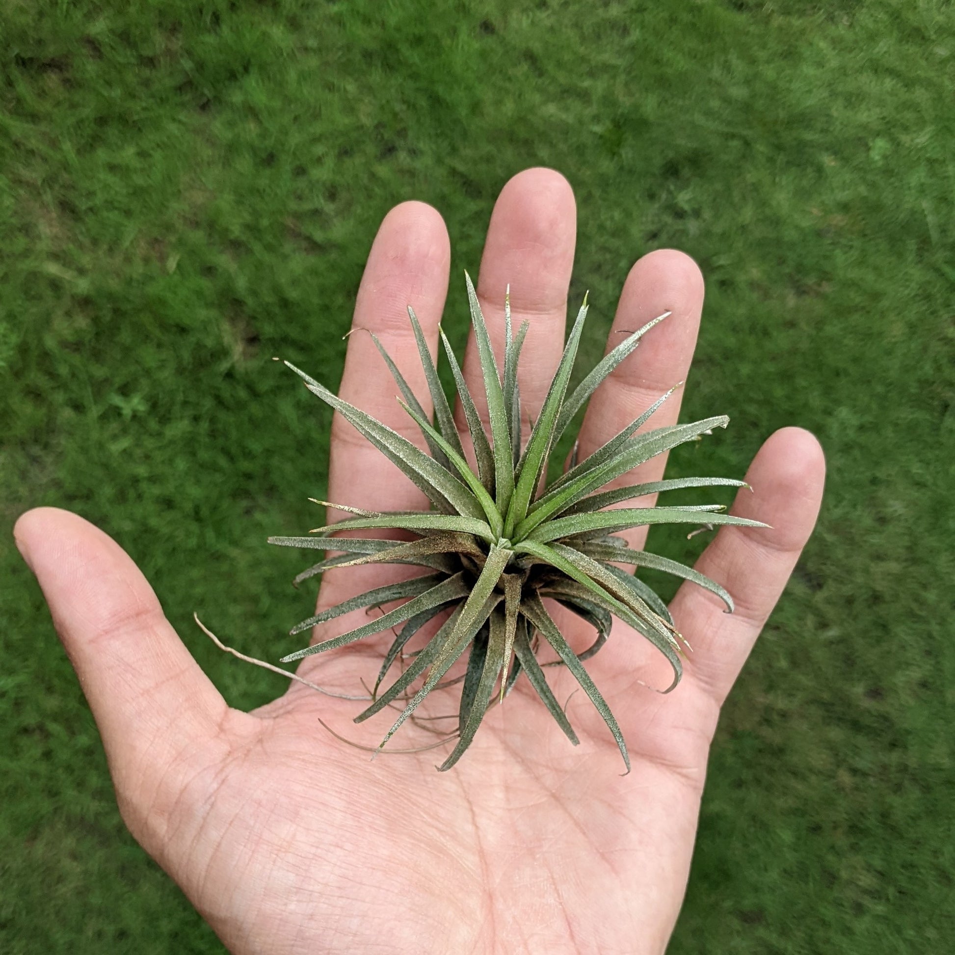 Tillandsia Ionatha - Air Plant - Soiled