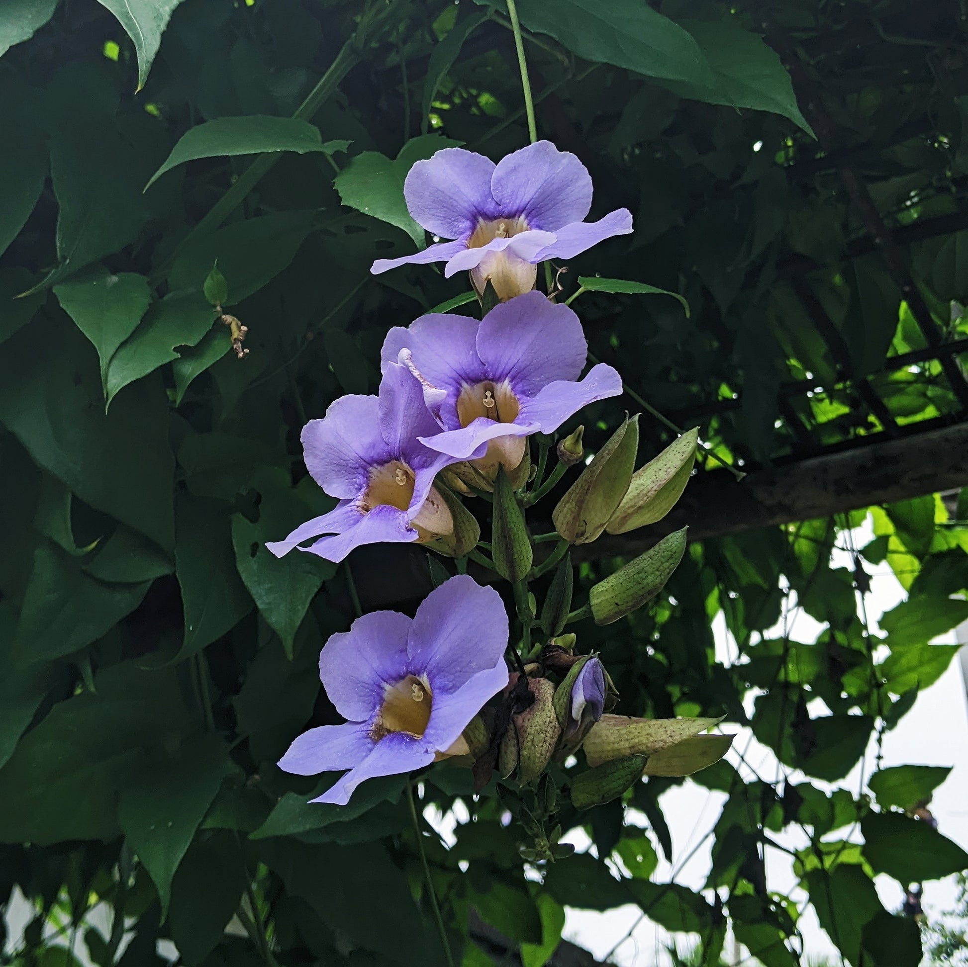 Thunbergia Grandiflora (Blue Trumpet Vine) - Flowering Creeper - Soiled