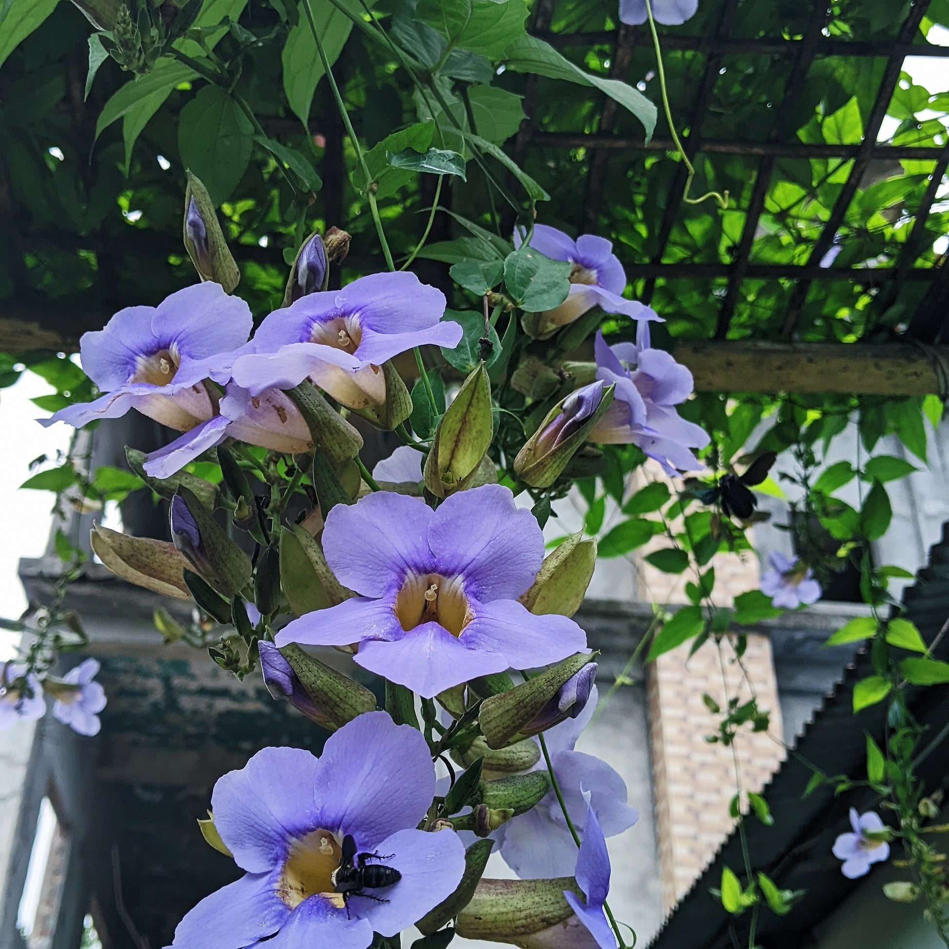 Thunbergia Grandiflora (Blue Trumpet Vine) - Flowering Creeper - Soiled