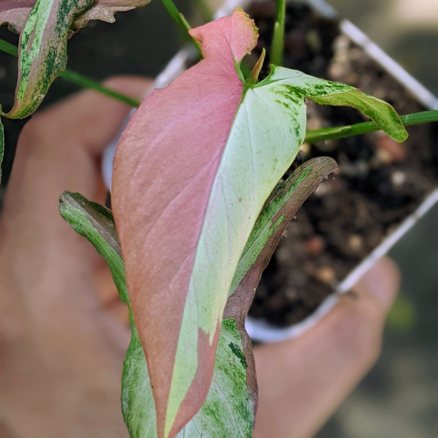 Syngonium Pink Salmon - Syngonium - Soiled