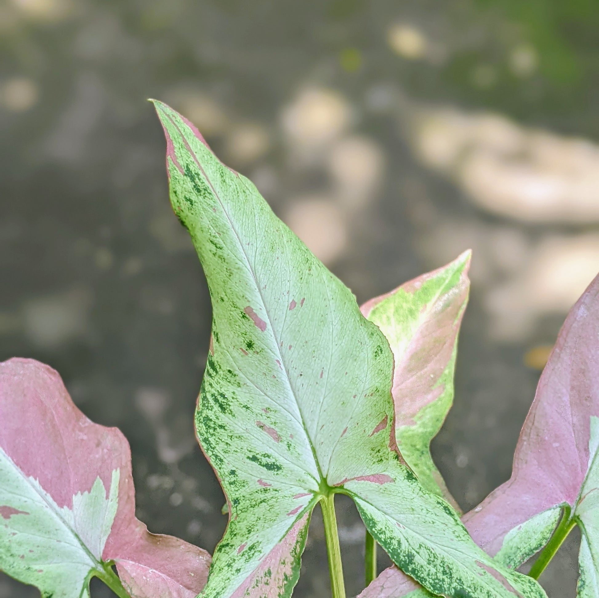 Syngonium Pink Salmon - Syngonium - Soiled