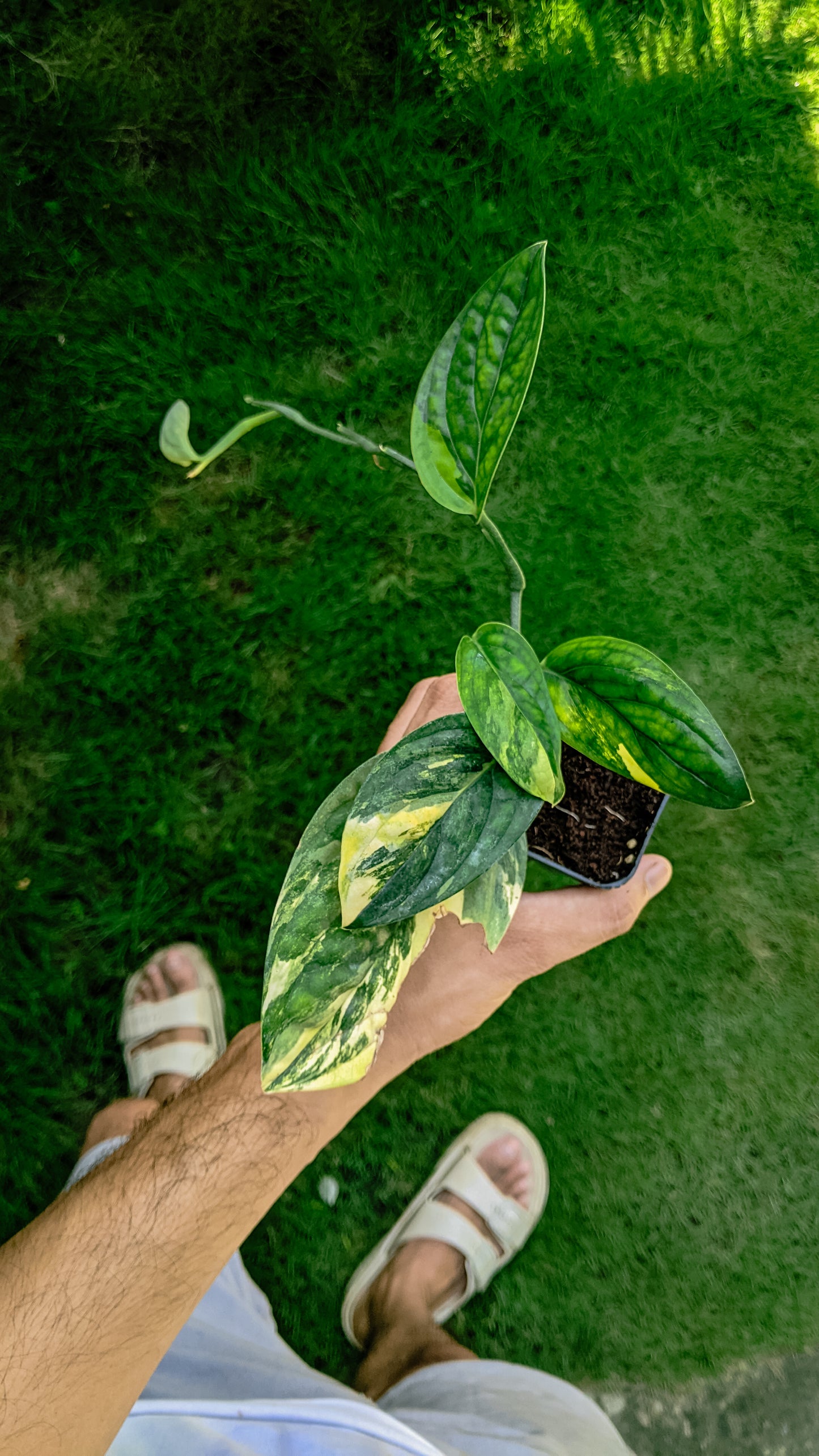 Monstera Peru Variegated