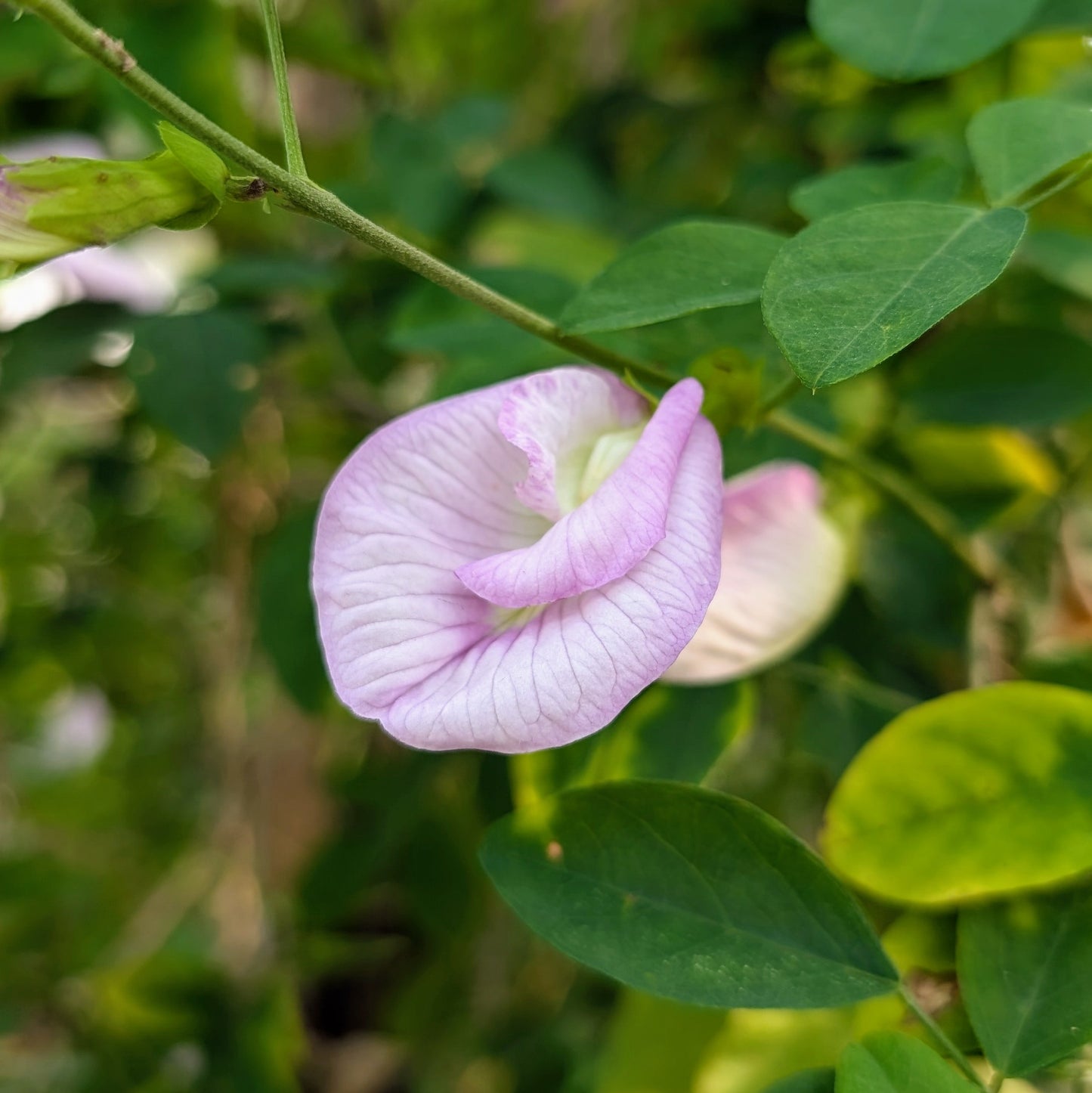 Pink Aparajita Flower Seeds (Clitoria Ternatea)