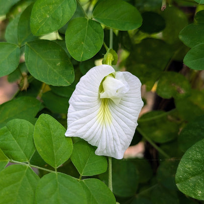 White Aparajita Flower Seeds (Clitoria Ternatea)